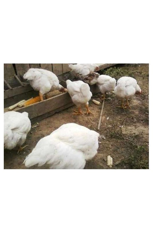 pienso alimento granulado para pollos de engorde