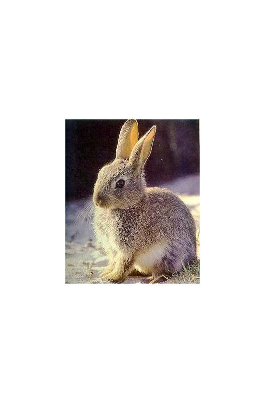 Pienso complementario para conejos. | alimentación conejos y roedores-Bolypets