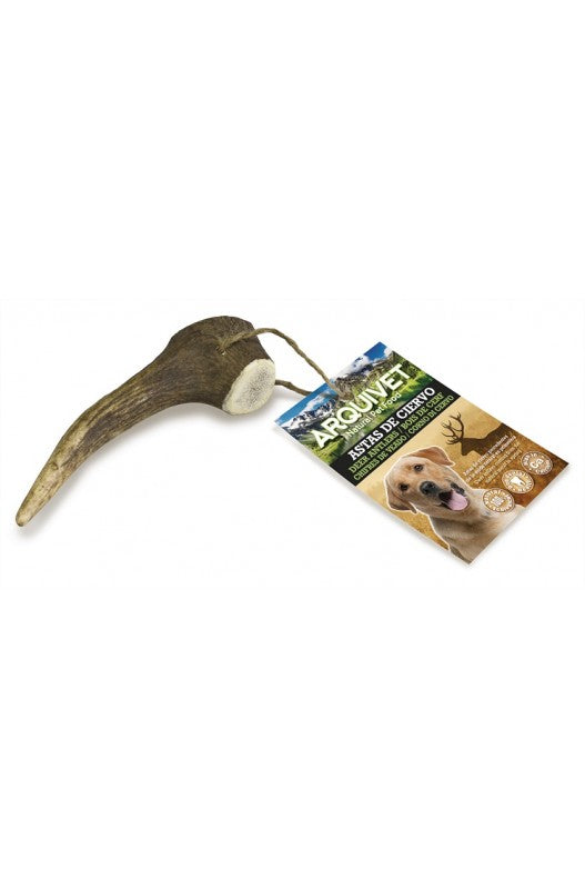 Astas de ciervo procedentes de la muda natural en primavera.