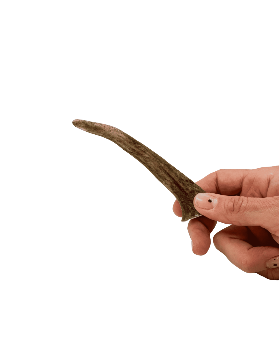 Asta de Ciervo |Snacks naturales para perros -Bolypets