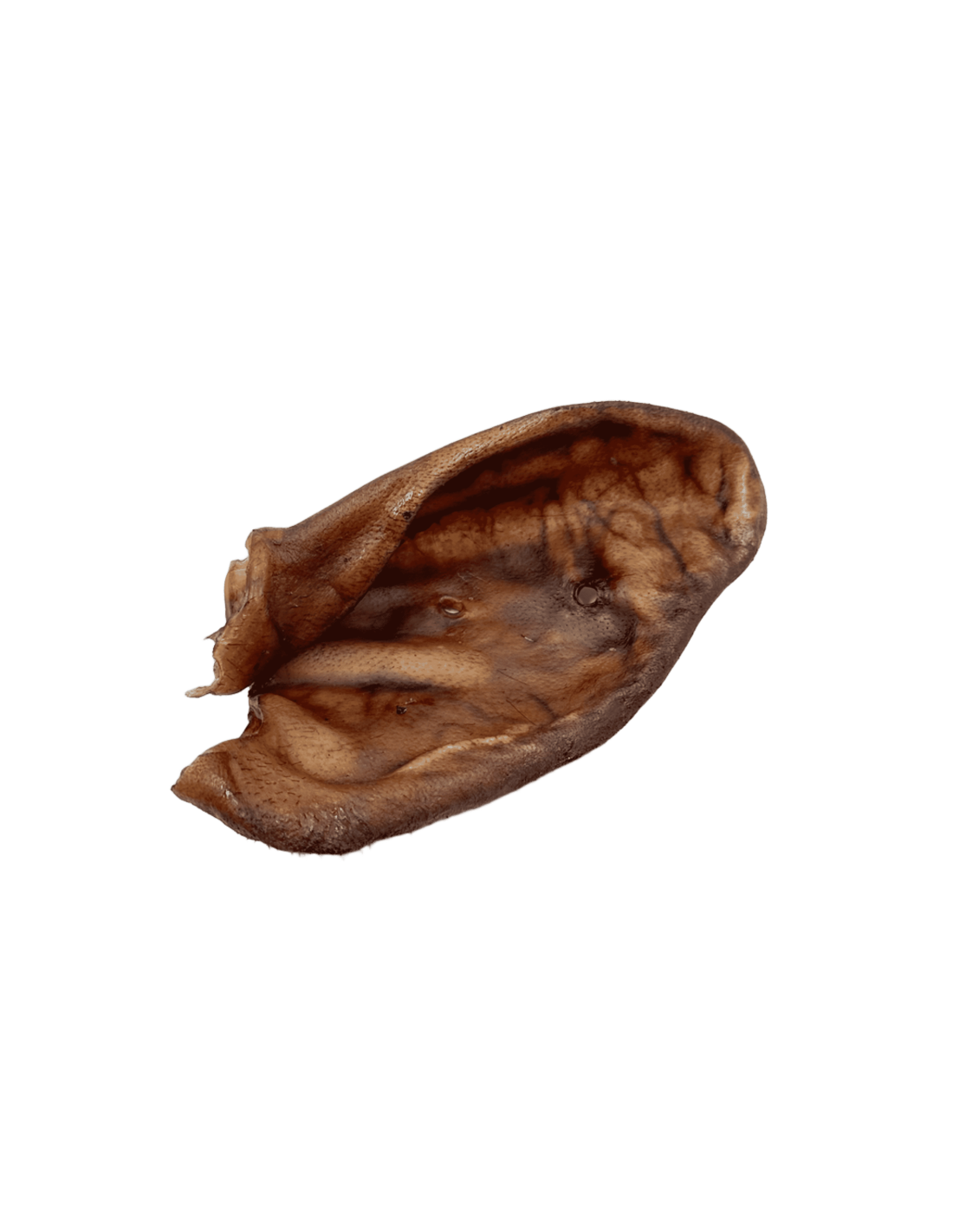 Oreja de cerdo |Snacks naturales para perros -Bolypets