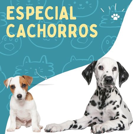 Especial cachorros