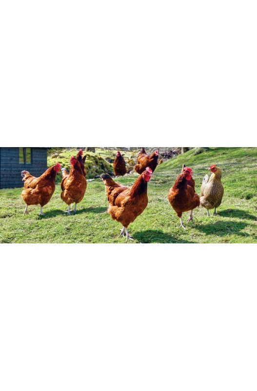 GALLINAS PONEDORAS GRANULO 25 KG