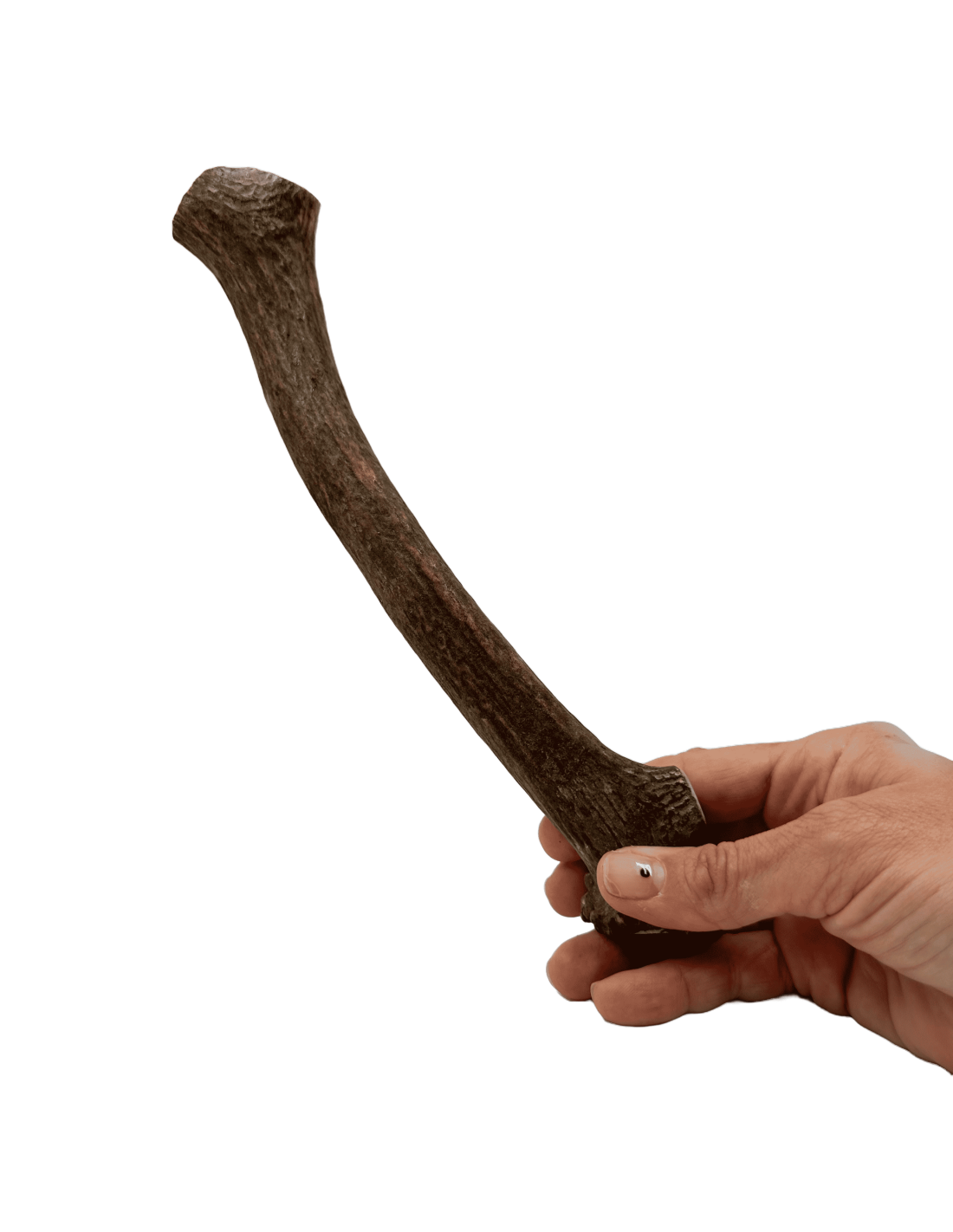 Asta de Ciervo talla L |Snacks naturales para perros -Bolypets

