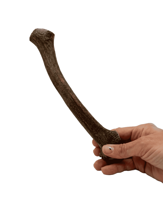 Asta de Ciervo talla L |Snacks naturales para perros -Bolypets

