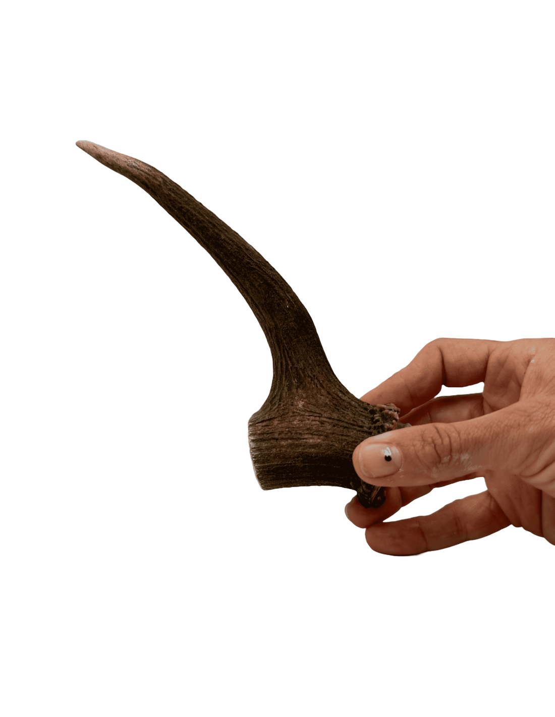 Asta de Ciervo Talla M |Snacks naturales para perros -Bolypets
 