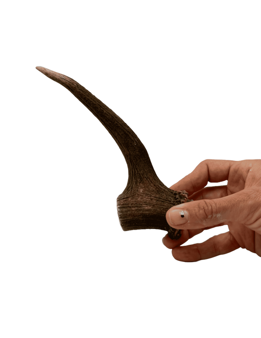 Asta de Ciervo Talla M |Snacks naturales para perros -Bolypets
 