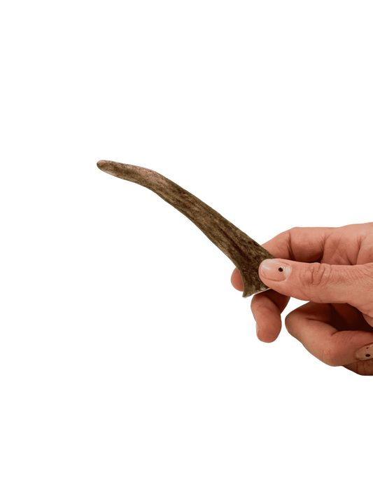 Asta de Ciervo |Snacks naturales para perros -Bolypets
