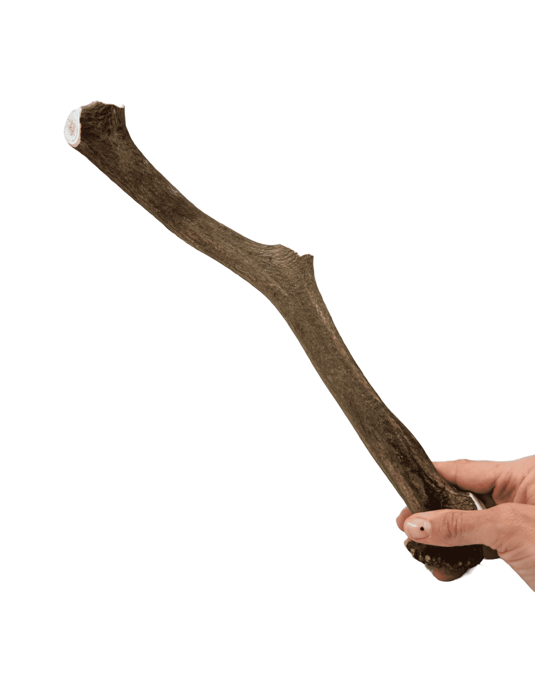 Asta de Ciervo talla XL |Snacks naturales para perros -Bolypets
