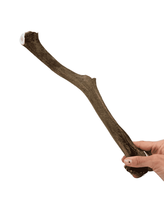 Asta de Ciervo talla XL |Snacks naturales para perros -Bolypets
